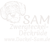 Dackel Sam