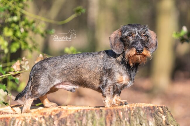 Rauhaar-Teckel-Deckrüde Sam vom Harderberg